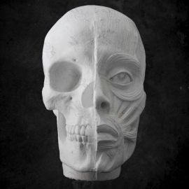 CALCO DE YESO CRÁNEO - MÚSCULO