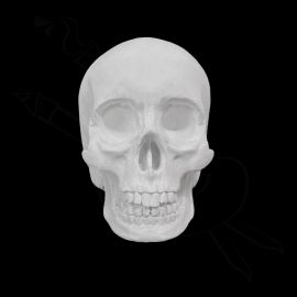 CALCO DE YESO CRÁNEO 02