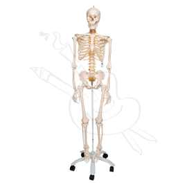 ESQUELETO 180 CM