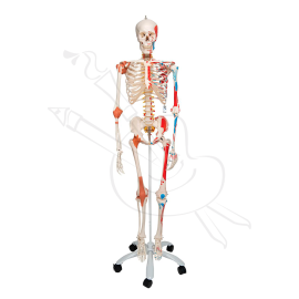 ESQUELETO CON MÚSCULOS Y LIGAMENTOS 180 CM