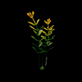 PLANTA COLOR AMARILLO PARA MAQUETA - UNIDAD