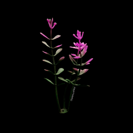 PLANTA COLOR MORADO PARA MAQUETA - UNIDAD