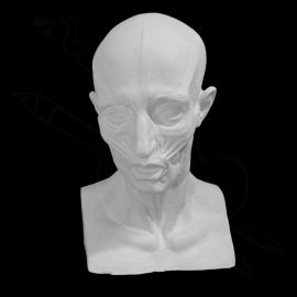 CALCO DE YESO ROSTRO MUSCULADO