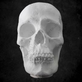 CALCO DE YESO CRÁNEO 03