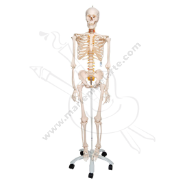 ESQUELETO 180 CM