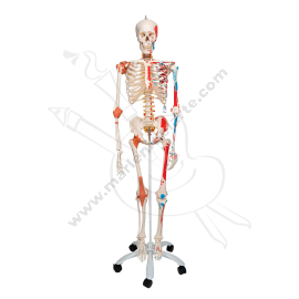 ESQUELETO CON MÚSCULOS Y LIGAMENTOS 180 CM