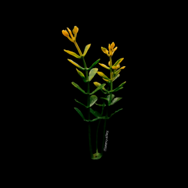 PLANTA COLOR AMARILLO PARA MAQUETA - UNIDAD