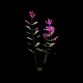 PLANTA COLOR MORADO PARA MAQUETA - UNIDAD